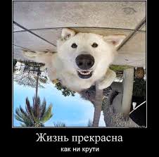 https halyavanet blogspot ru sobaki schastlivye sobaki fotografiya yumor