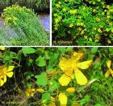 Image result for Hypericum peplidifolium