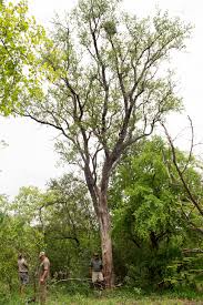 Image result for Crossopteryx