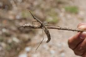 Did you know that the city of lima in peru is the culinary capital of south america? Ù…Ù„Ù Peruvian Stick Bug Jpg ÙˆÙŠÙƒÙŠØ¨ÙŠØ¯ÙŠØ§