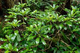 Image result for Psydrax parviflora