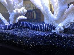 Zebra Moray Eel Underwater Animals Moray Eel Inspiration