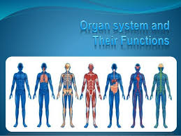 Download human skin images and photos. Human Body System And Their Function With A Labelled Diagram