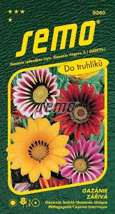 Image result for foto Gazánie