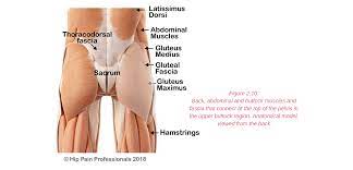 The deep muscles of the back are well developed, and collectively extend from the sacrum to the the spinalis muscle is located medially within the erector spinae. Hip Pain Explained Including Structures Anatomy Of The Hip And Pelvis