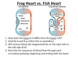 Can you name for four chambers of the human heart? Frog Heart Anatomy Anatomy Drawing Diagram