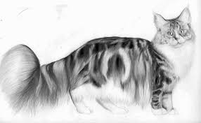 This is our first maine coon cat but we have had moggies before and in my experience cats generally don't over eat and just eat what they need. The Maine Coon Biggest Cat Mainecoon Companion