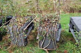 A Forest Of Furniture Is Growing In England Tree Chair Unique Trees Trees To Plant