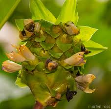 Image result for Commelina albescens