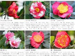 特集】椿・つばき・ツバキ品種一覧 | かぎけん花図鑑