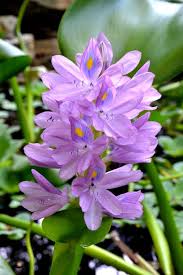 A Garden Update Water Hyacinth Beautiful Flowers Water Hyacinth Amazing Flowers