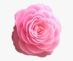 The 3d rose theme wallpaper is designed for those who love rose and rose petals. Pink Rose Clipart Real Beautiful Rose Flowers Hd Hd Png Download Kindpng