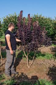 Image result for Cotinus coggygria