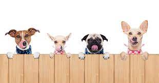Check spelling or type a new query. Puppy Love Grooming