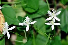Maybe you would like to learn more about one of these? Kansas Wildflowers And Grasses Sweet Autumn Clematis