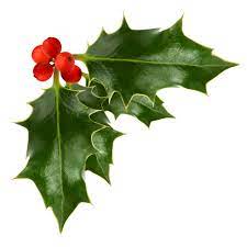 Holly Berries Transparent Image Festive Transparent Background Image Holly Images Holly Berries Holly Plant
