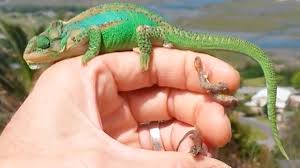 Es handelt sich um ein weibliches jemenchamäleon ( chamaeleo calyptratus ). Das Haben Sie Noch Nie Gesehen Hier Kommen 26 Baby Chamaleons Zur Welt Virale Clips Bild De