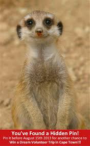 Squirrel Sized Meerkats Are Mongooses Famed For Their Upright Posture They Often Stand On Their Rear Legs And Gaze Alertl Cute Animals Smiling Animals Animals