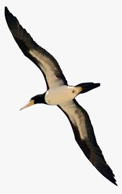 Download flying birds and use any clip art,coloring,png graphics in your website, document or presentation. Transparent Flying Bird Png Bird Flying Images Png Png Download Kindpng