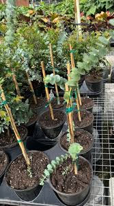 Image result for Eucalyptus