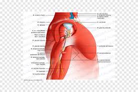 The upper arm includes the shoulder as well as the area between the shoulder and elbow joint. Arm Shoulder Deltoid Muscle Diagram Nerve Arm Hand People Png Pngegg