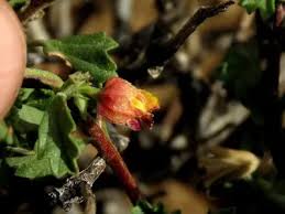 Image result for Hermannia seineri