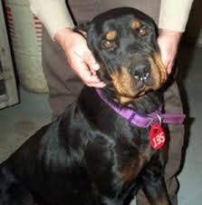 Excellent protectors, rottweiler puppies are equal parts lovable and silly. Urgent Rescues Or Fosters From The Rottweiler Rescue Of Michigan The Annablog The Annablog