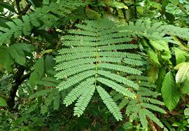 Image result for Faurea intermedia