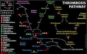 Image result for Anticoagulation Pathway