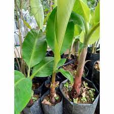 Gambar duit daun download now heboh pohon uang duit rp 2 6 m mendad. Anak Pokok Pisang Emas Shopee Malaysia