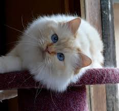 Sacre De Birmanie Eccomi I Am Red Sacre De Birmanie Chats Et Chatons Chat Sacre De Birmanie
