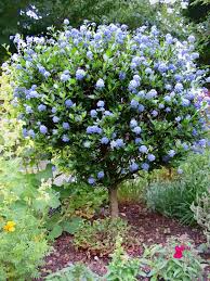 Department of agriculture, forest service, rocky common names: My Petal Press Garden Blog Ceanothus Julia Phelps Backyard Plants Native Plant Gardening Plants
