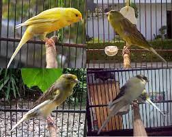 Perbedaan Dan Ciri Ciri Kenari Af Afs F1 F2 Dan F3 Kicau Sejati
