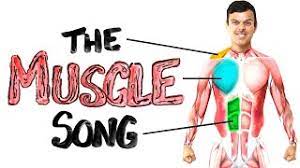 Human a&p muscle system terms. The Muscle Song Memorize Your Anatomy Science Songs Youtube