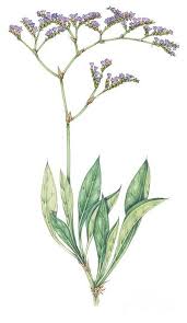 Image result for Limonium vulgare