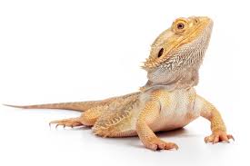 Baby bearded dragons can easily get ill and sto. Wit S End In 2020 A Pet Dragon Is Role Model Of The Year The Saturday Evening Post