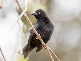 Image result for Pachylobus edulis