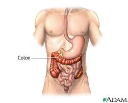 A rhythmical unit of an utterance specifically, in greek or latin verse : Colon Diverticula Series Normal Anatomy Medlineplus Medical Encyclopedia
