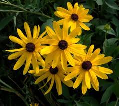 Image result for Centema subfusca