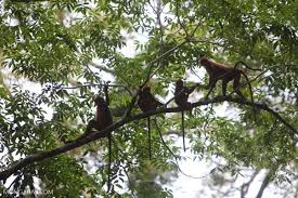Animals that inhabit the rainforest canopy include lemurs, spider monkeys, sloths, toucans. What Layer Of The Tropical Rainforest Do Most Animals Live In Quora