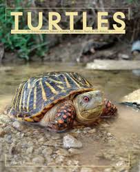 Brenda clark is best known as the illustrator of the original franklin the turtle series written by paulette bourgeois. Turtles Franklin Carl J 9780785827757 Amazon Com Books