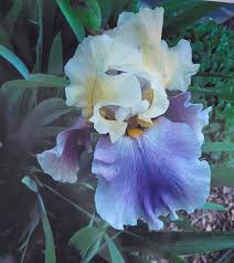 Image result for Rhipidoglossum pulchellum