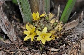 Image result for Hypoxidaceae