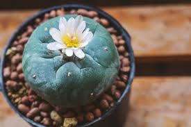 Descarga ahora la ilustración pareja de cactus en el amor. Todo Lo Que Siempre Quisiste Saber Sobre El Peyote Matador Espanol