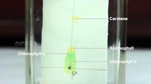 Separation Of Pigments From The Extract Of Spinach Leaves By Paper Chrom Paper Chromatography Chlorophyll Science For Kids