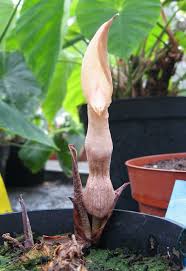 Image result for Stylochaeton puberulus