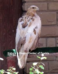 Image result for Bright White 1993 Eagle