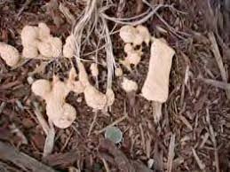 However, prolonged and excessive shading may cause a temporary yellowing of turfgrass blades. Slime Mold Texas Plant Disease Diagnostic Lab