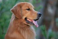 We did not find results for: Golden Retriever Puppies For Sale In Wisconsin Golden Retriever Breeders And Information