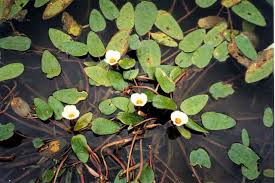 Image result for Ottelia ulvifolia